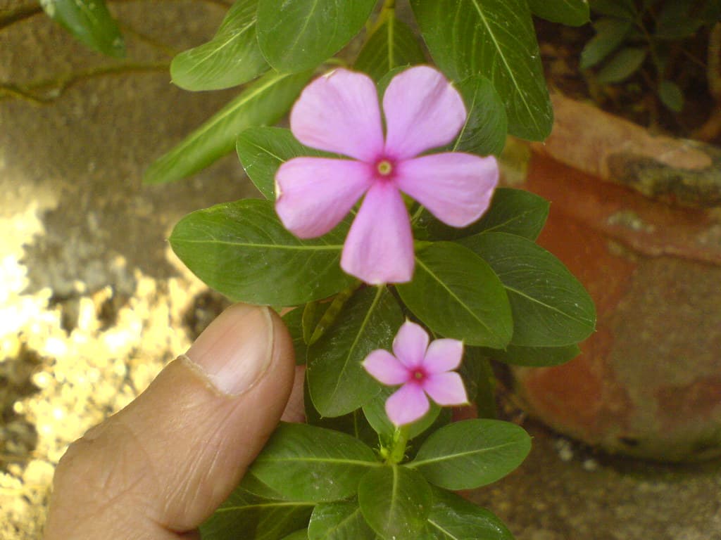 Tapak Dara