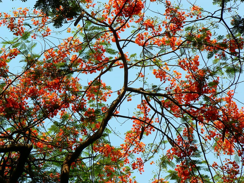 Flamboyan