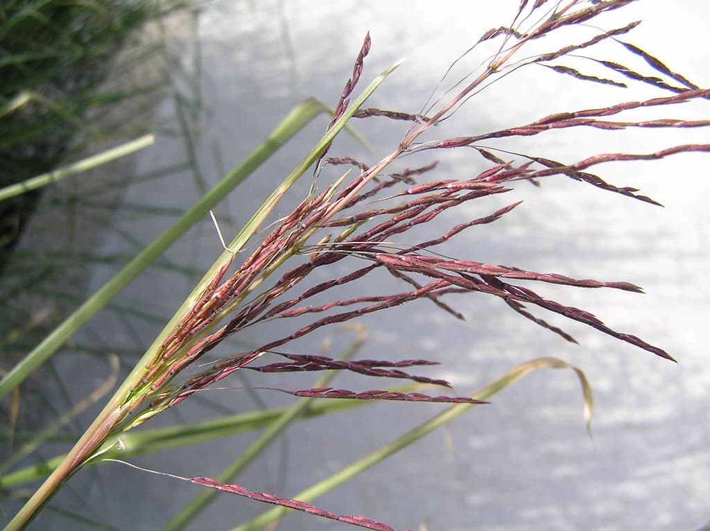 Akar Wangi