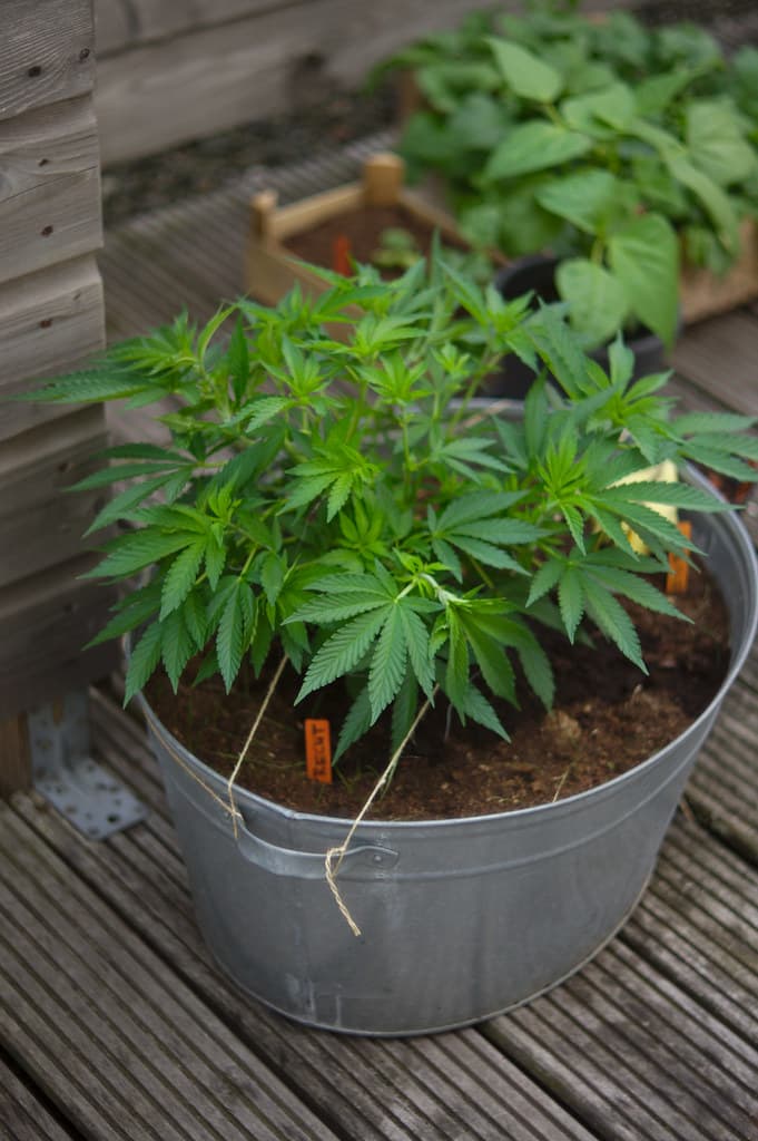 Bonsai