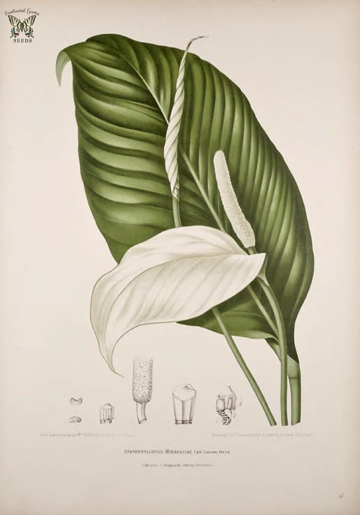 Peace Lily