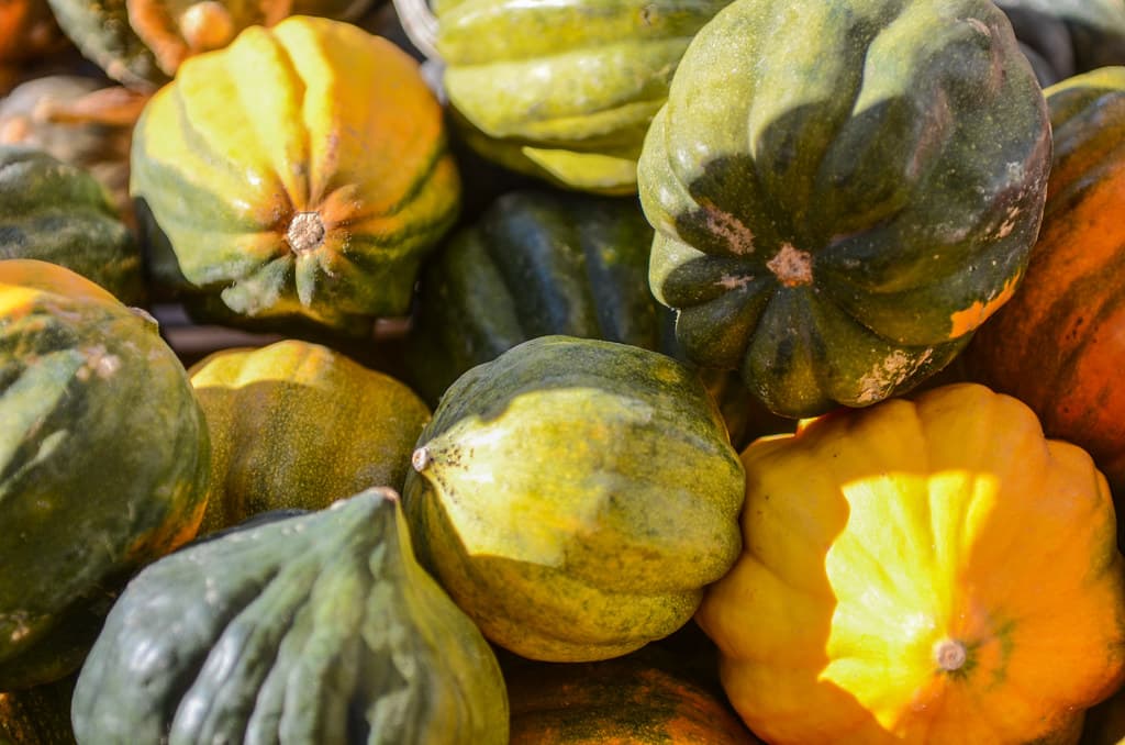 Zucchini