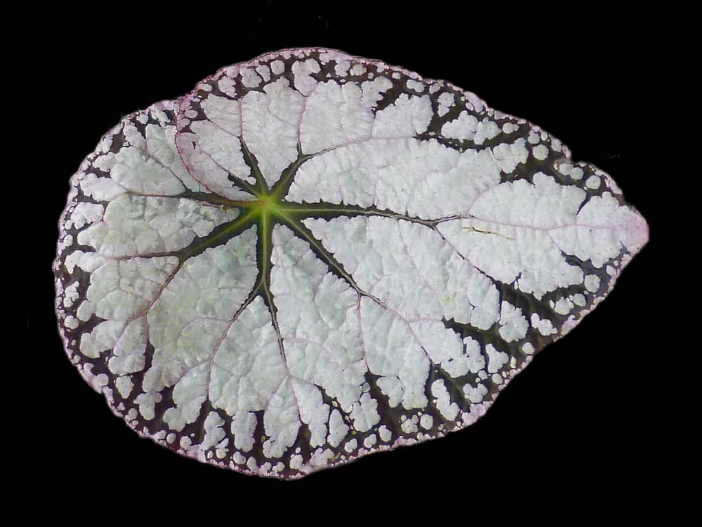 Begonia