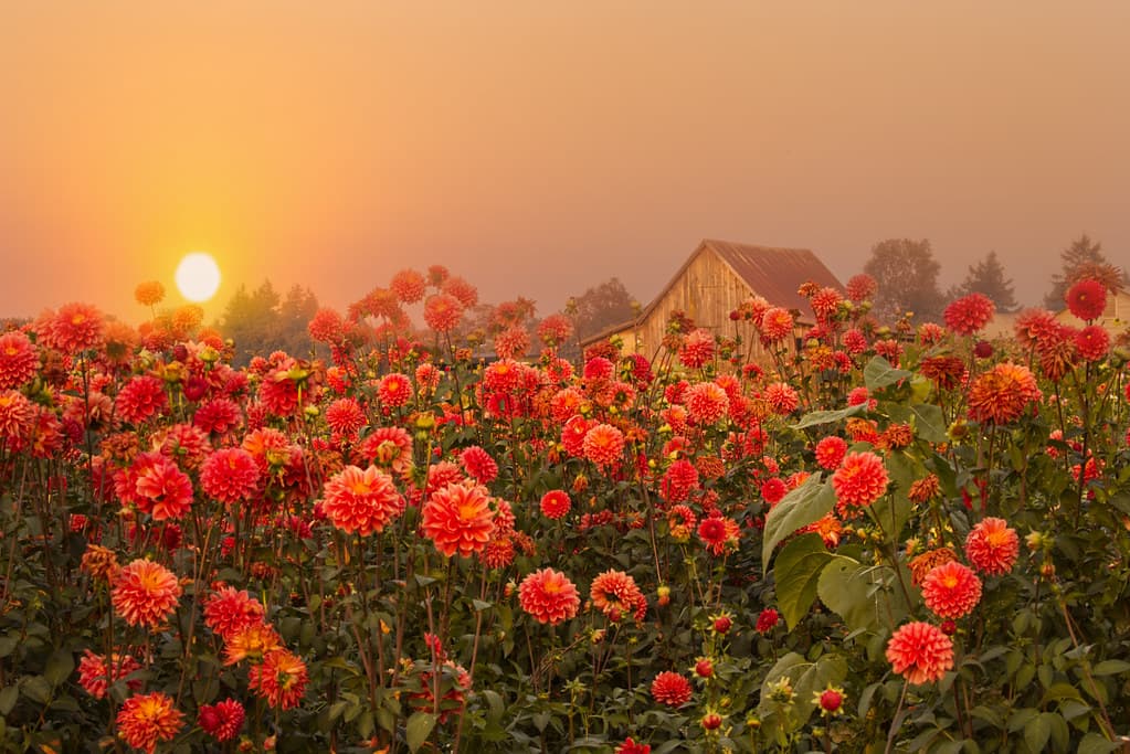 Dahlia