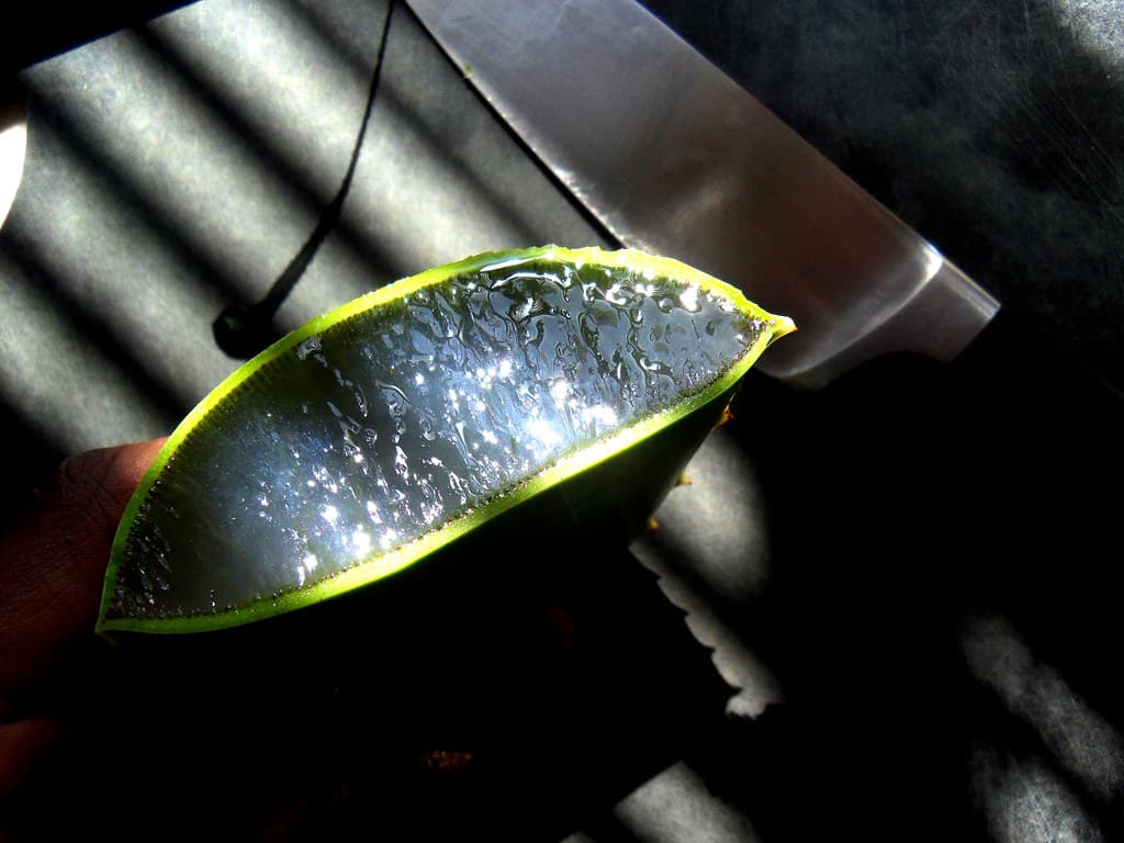 Lidah Buaya