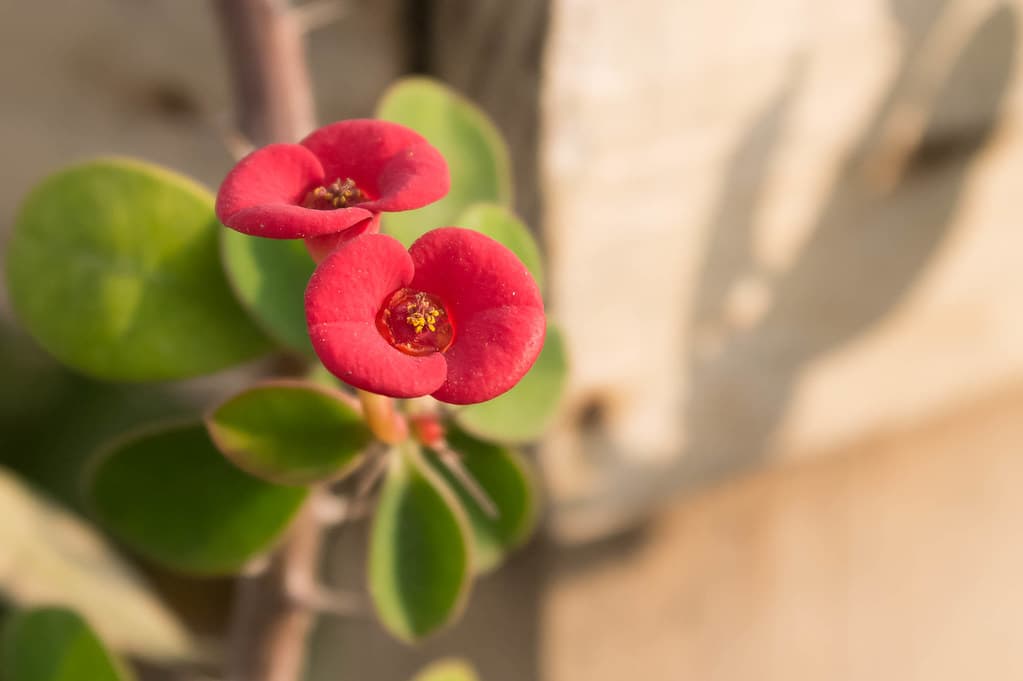 Euphorbia