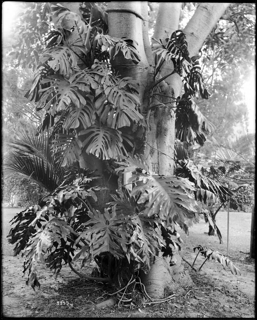 Philodendron
