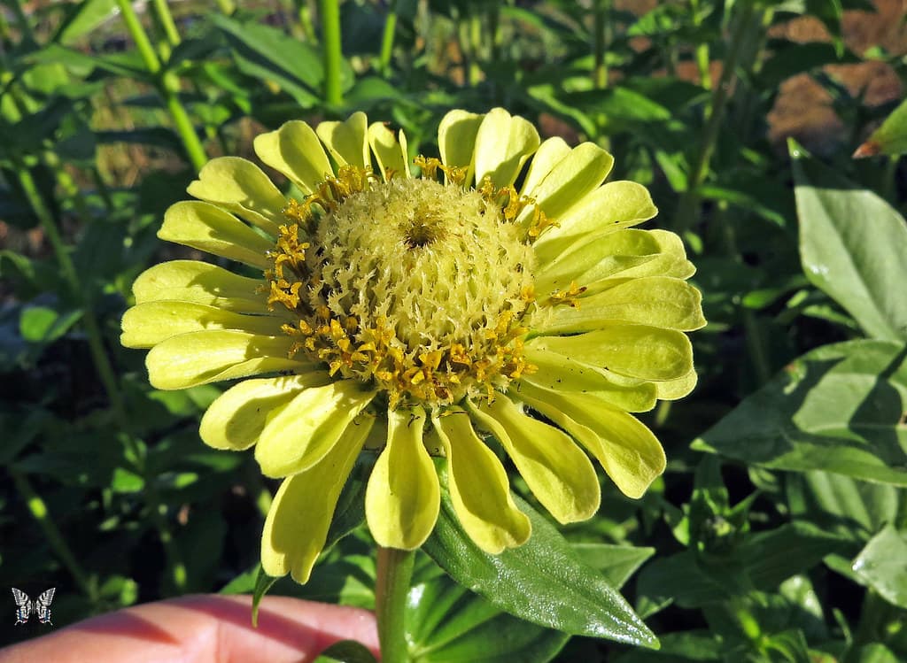Bunga Kertas Zinnia