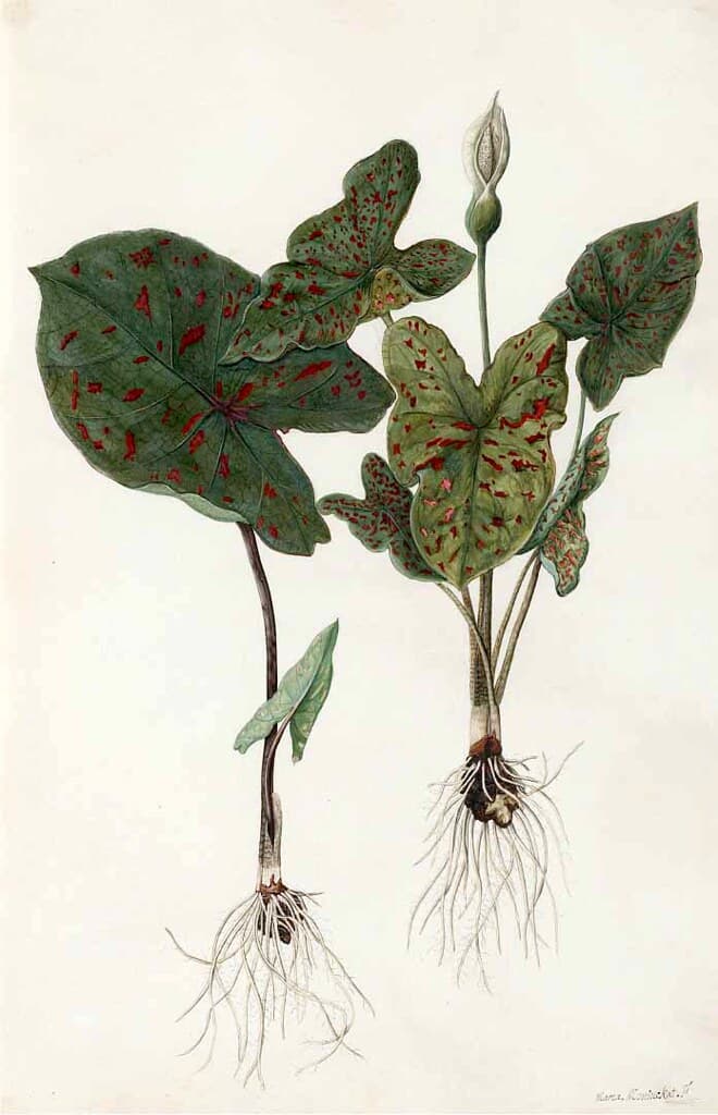 Keladi