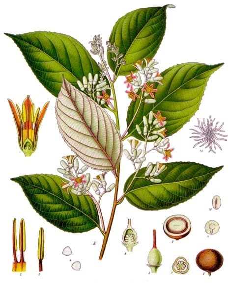 Kemenyan