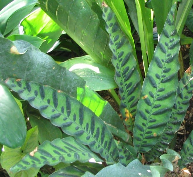 Calathea