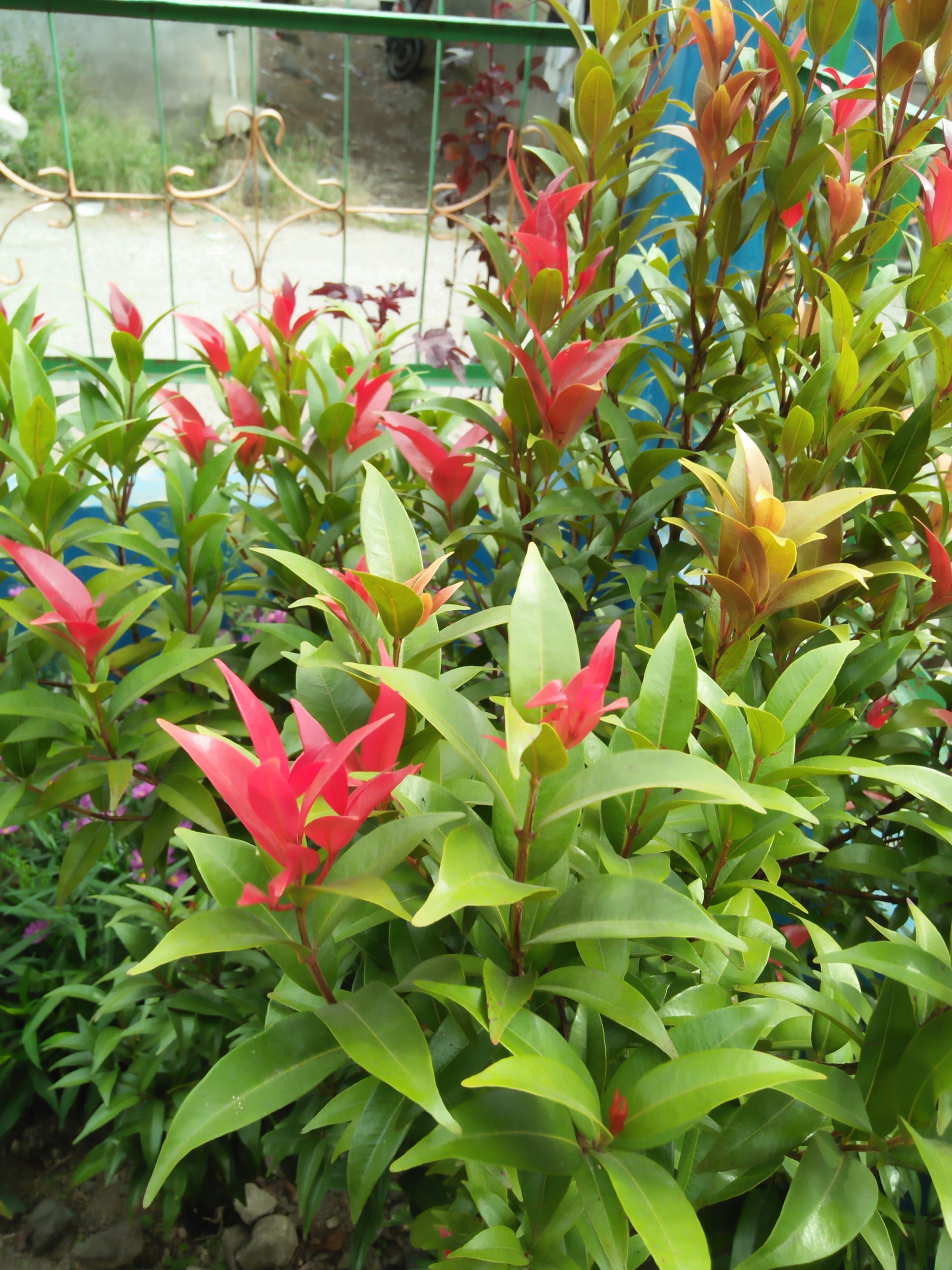 Pucuk Merah