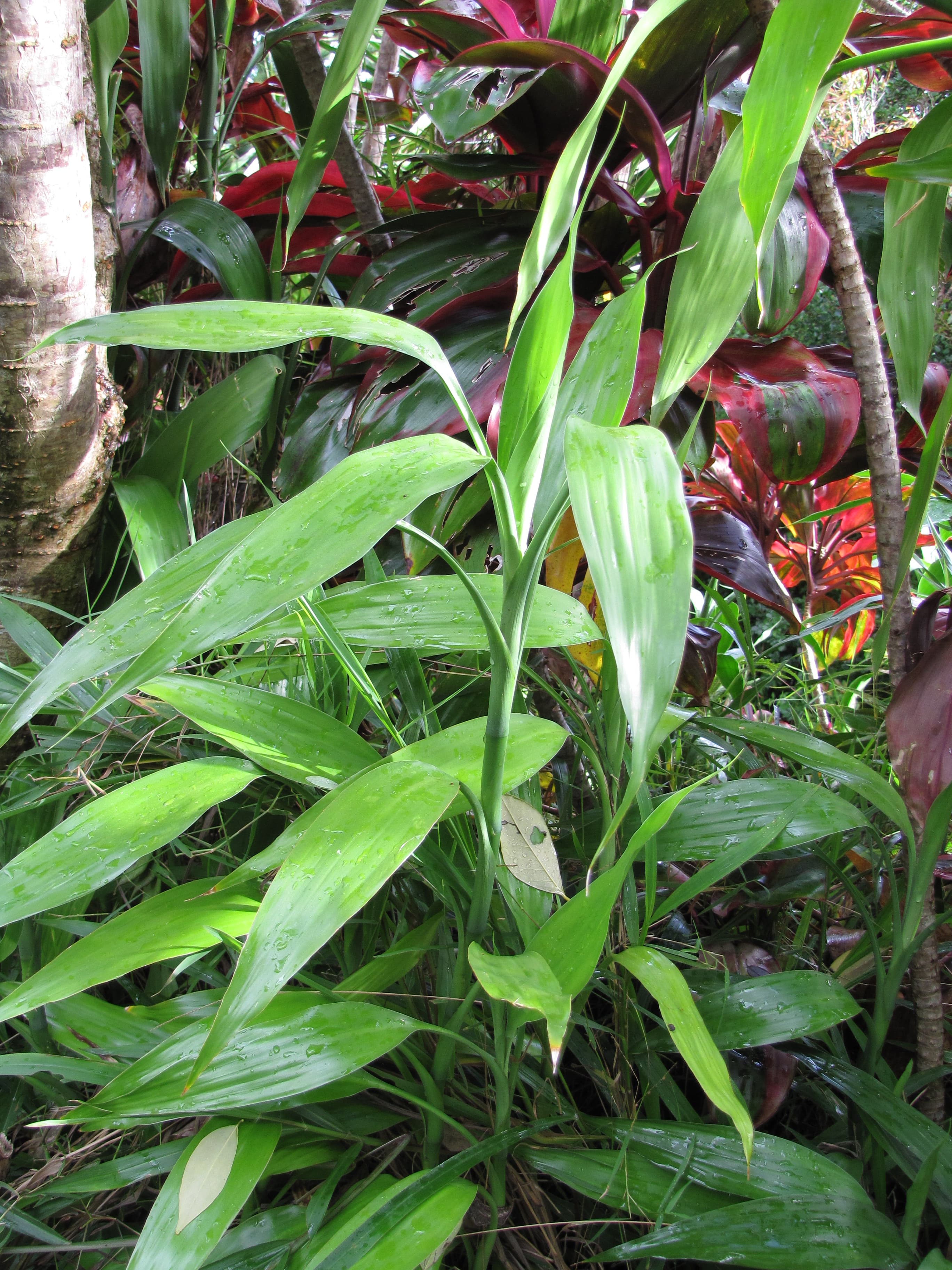 Bambu Rejeki