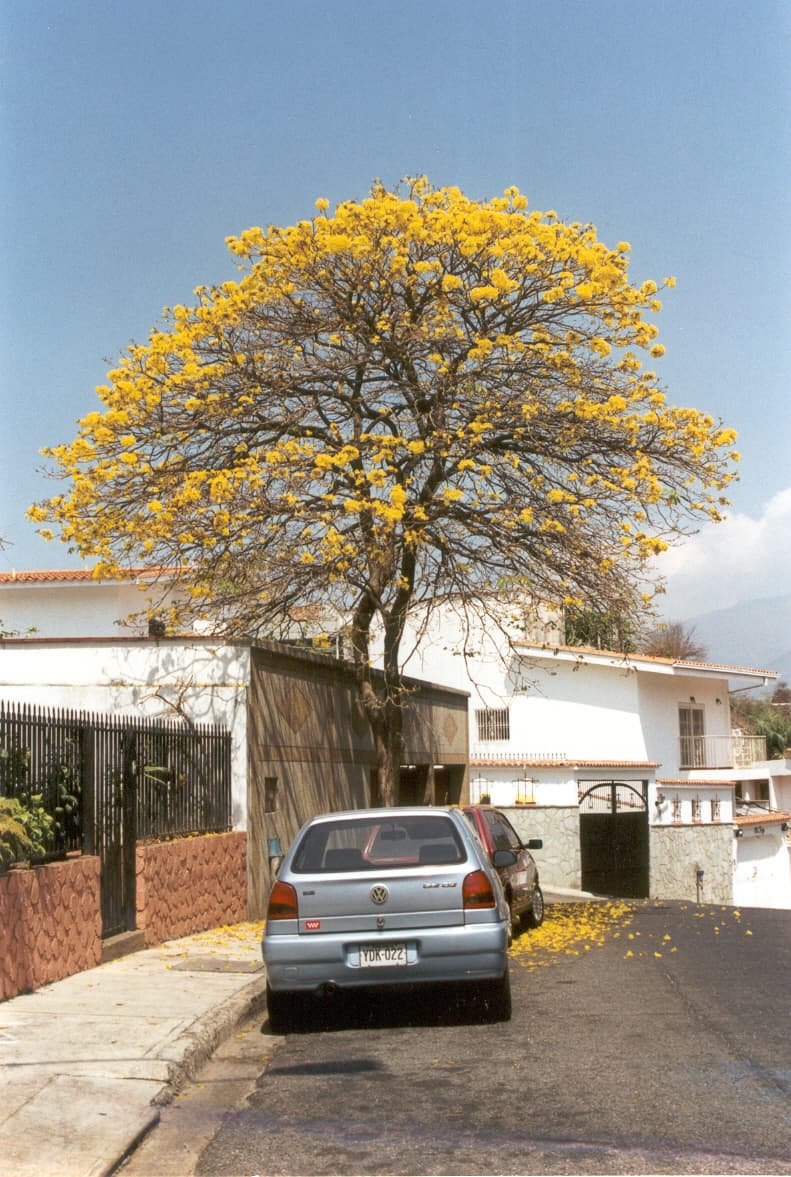 Tabebuya