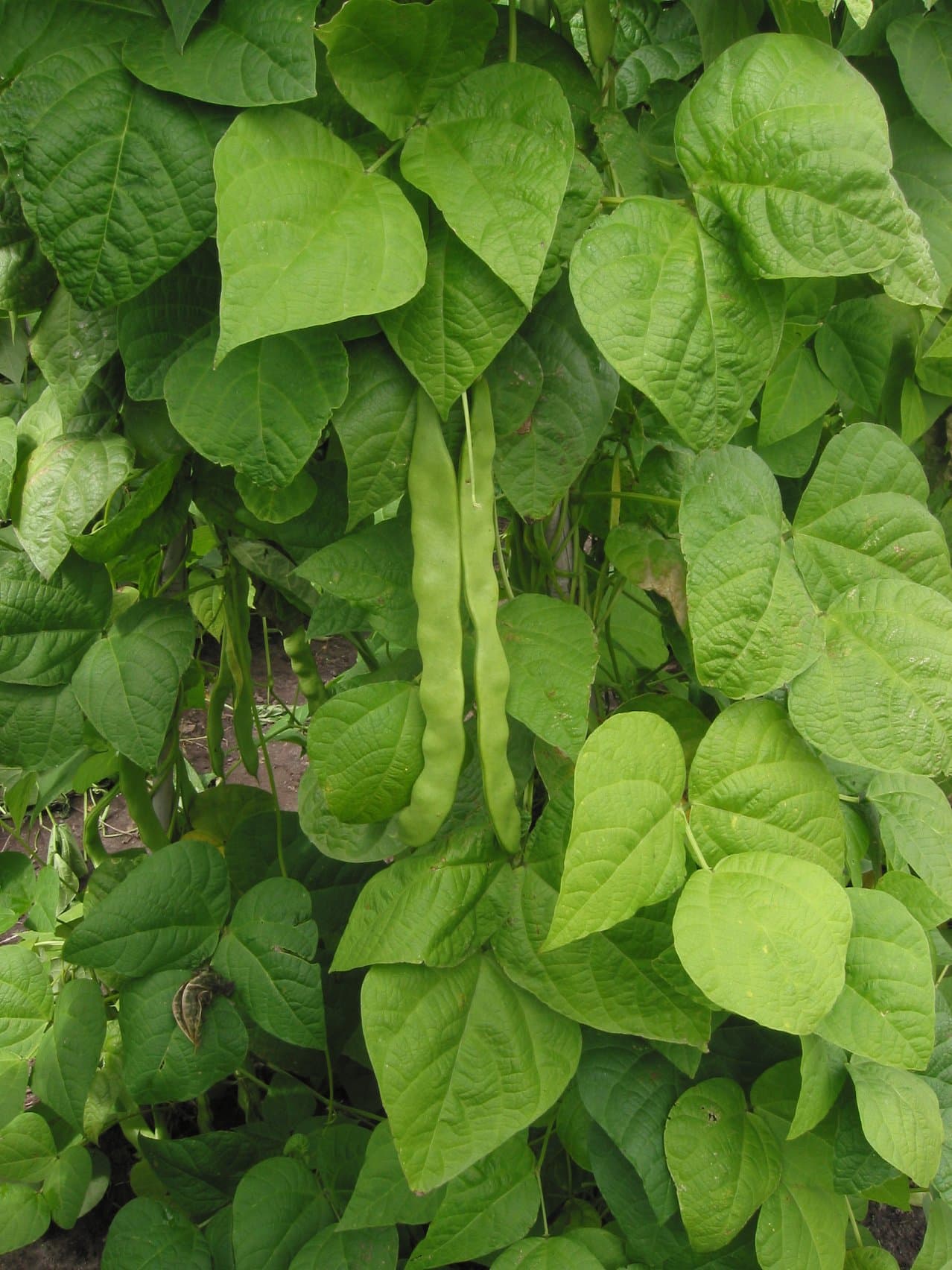 Kacang Merah