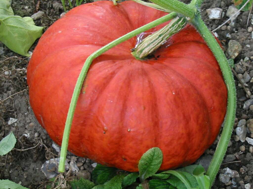 Kabocha