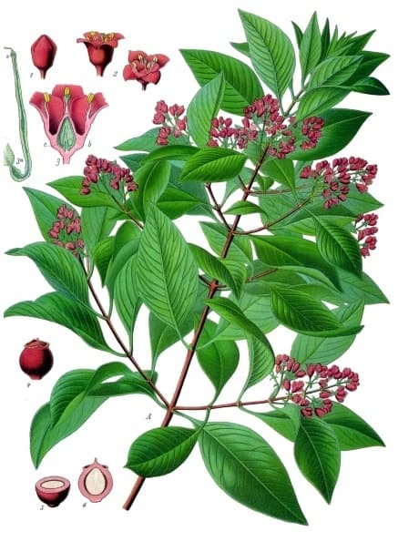 Cendana