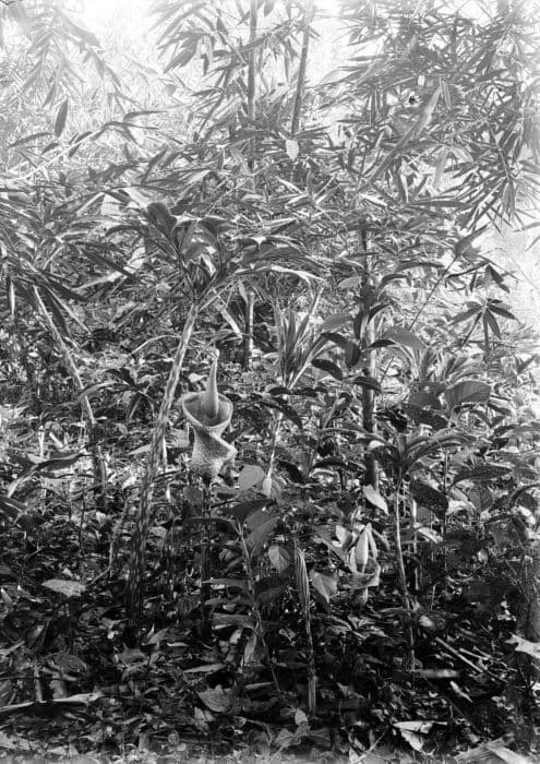 Tanaman Pangan