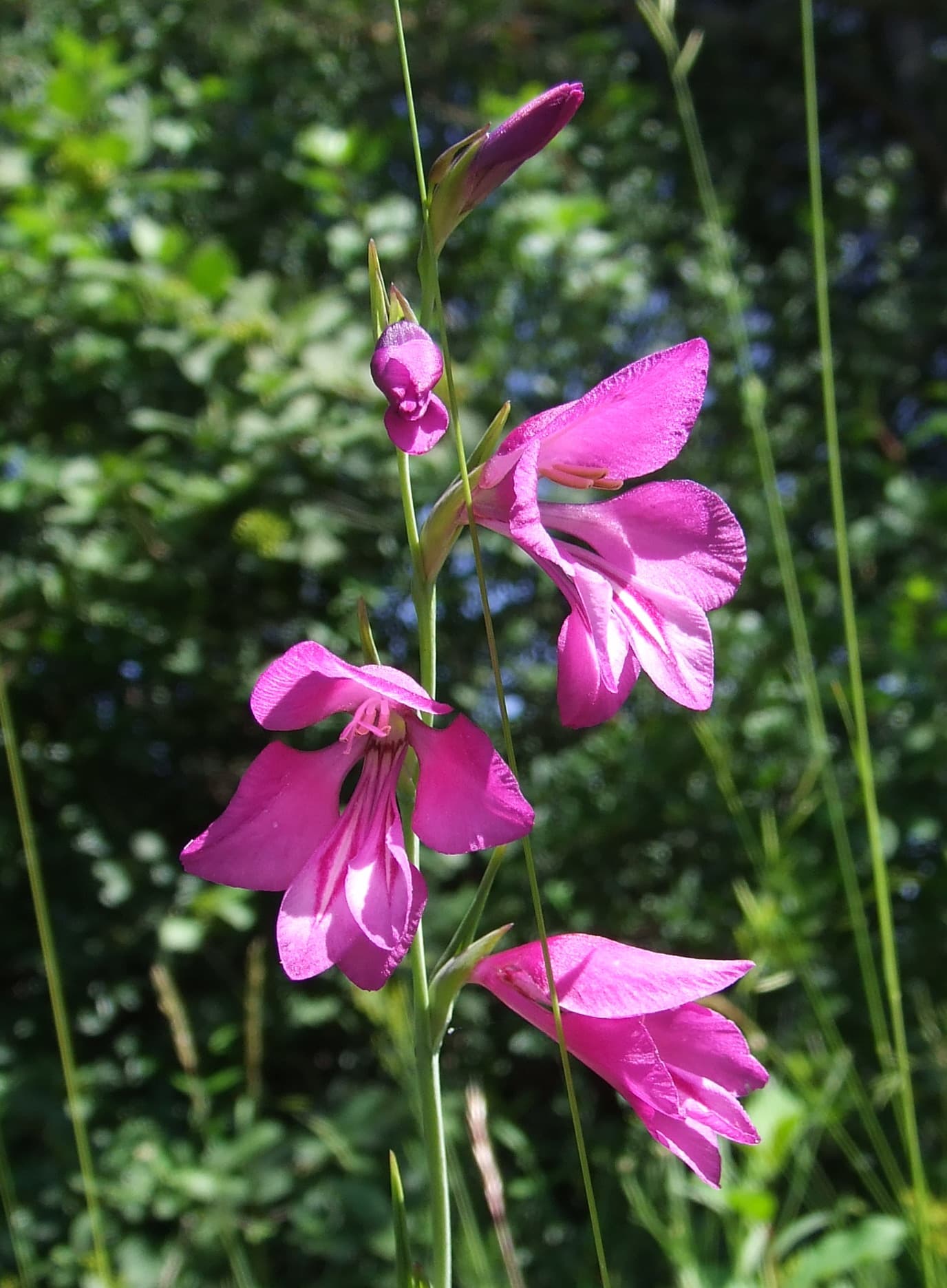 Gladiol