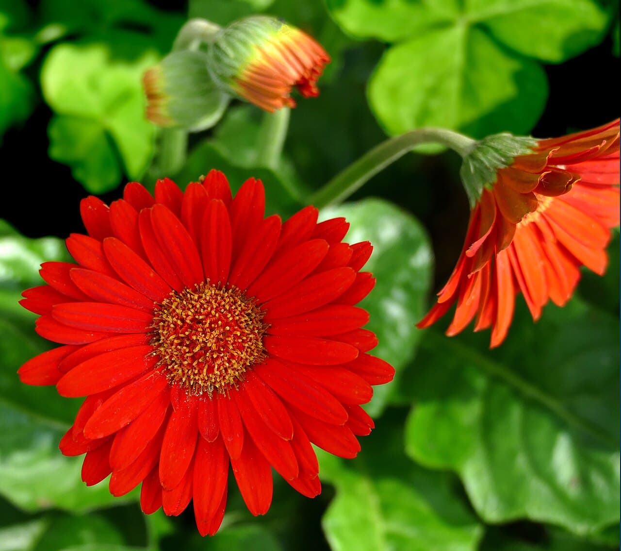 Gerbera, Panduan Pemupukan Gerbera yang Tepat untuk Bunga Cemerlang